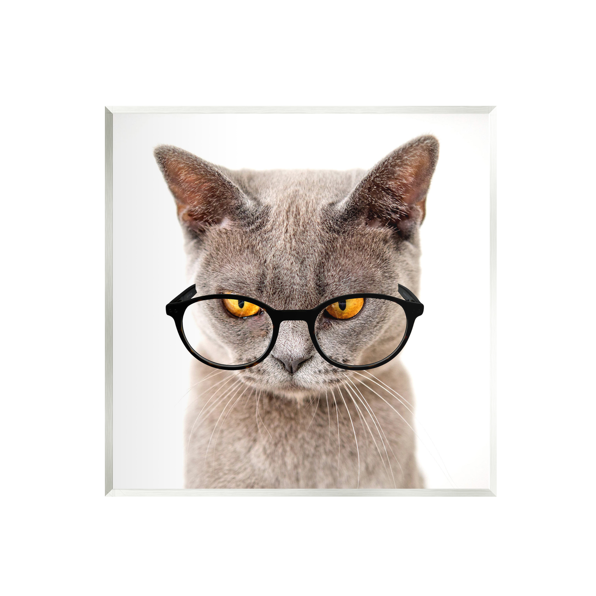 Stupell Cat Face Hipster Glasses Animals & Insects Painting Wall Plaque Unframed Art Print Wall Art