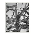 thumbnail image 1 of Stupell Desert Tree Photography Wall Plaque Art 13 x 19, 1 of 4