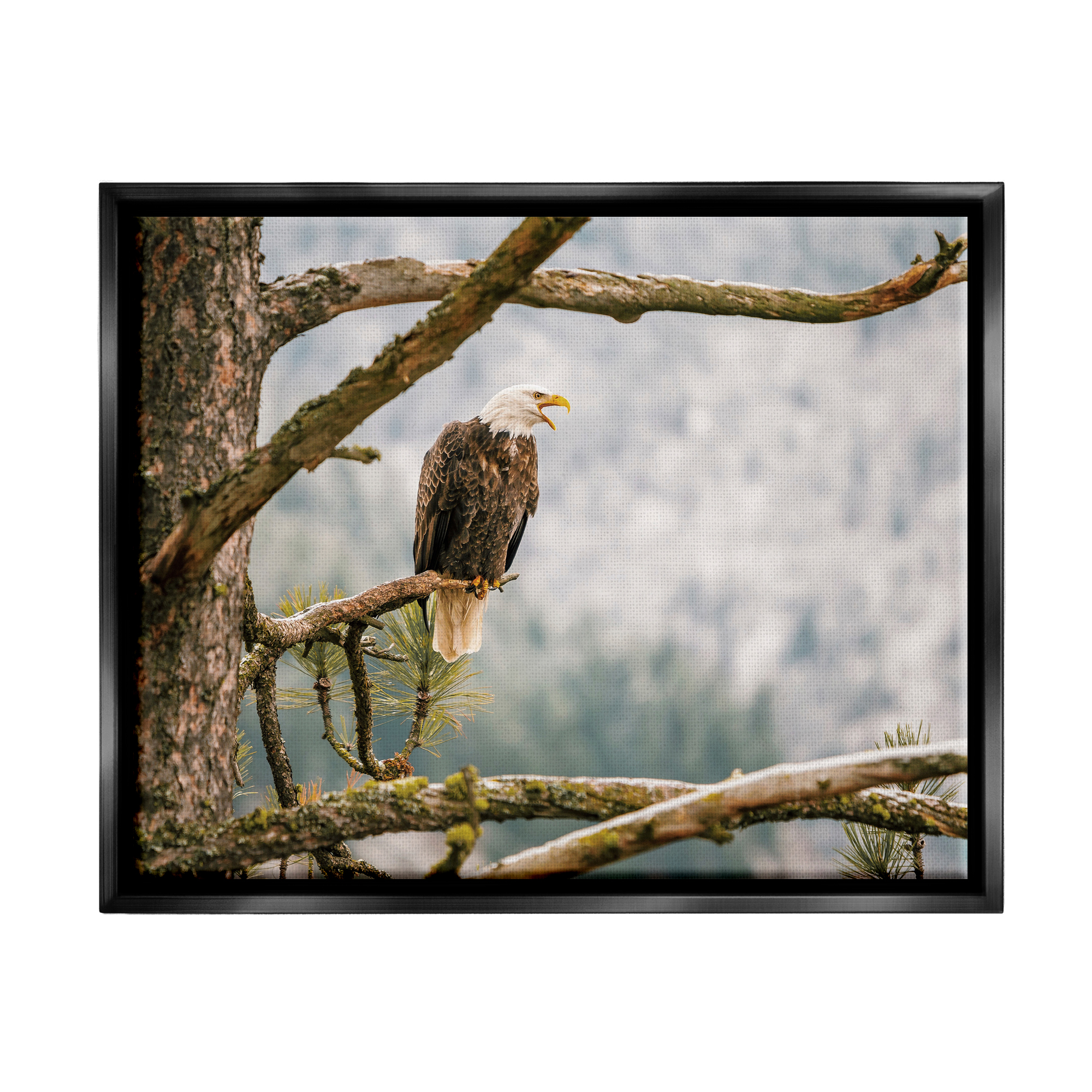 Stupell Eagle Perched Forest Tree Branches Animals & Insects Photography Black Floater Framed Art Print Wall Art