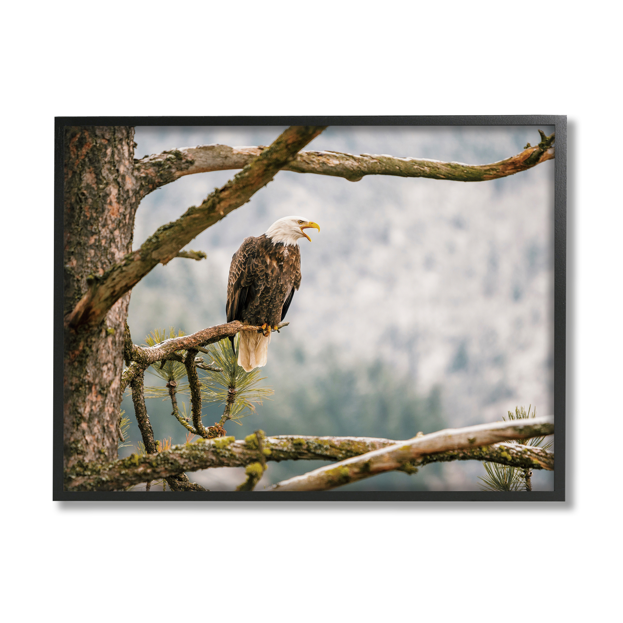 Stupell Eagle Perched Forest Tree Branches Animals & Insects Photography Black Framed Art Print Wall Art