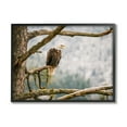 thumbnail image 1 of Stupell Eagle Perched Forest Tree Branches Animals & Insects Photography Black Framed Art Print Wall Art, 1 of 7