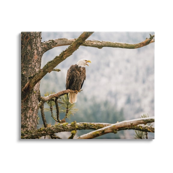 Stupell Eagle Perched Forest Tree Branches Animals & Insects Photography Gallery Wrapped Canvas Print Wall Art