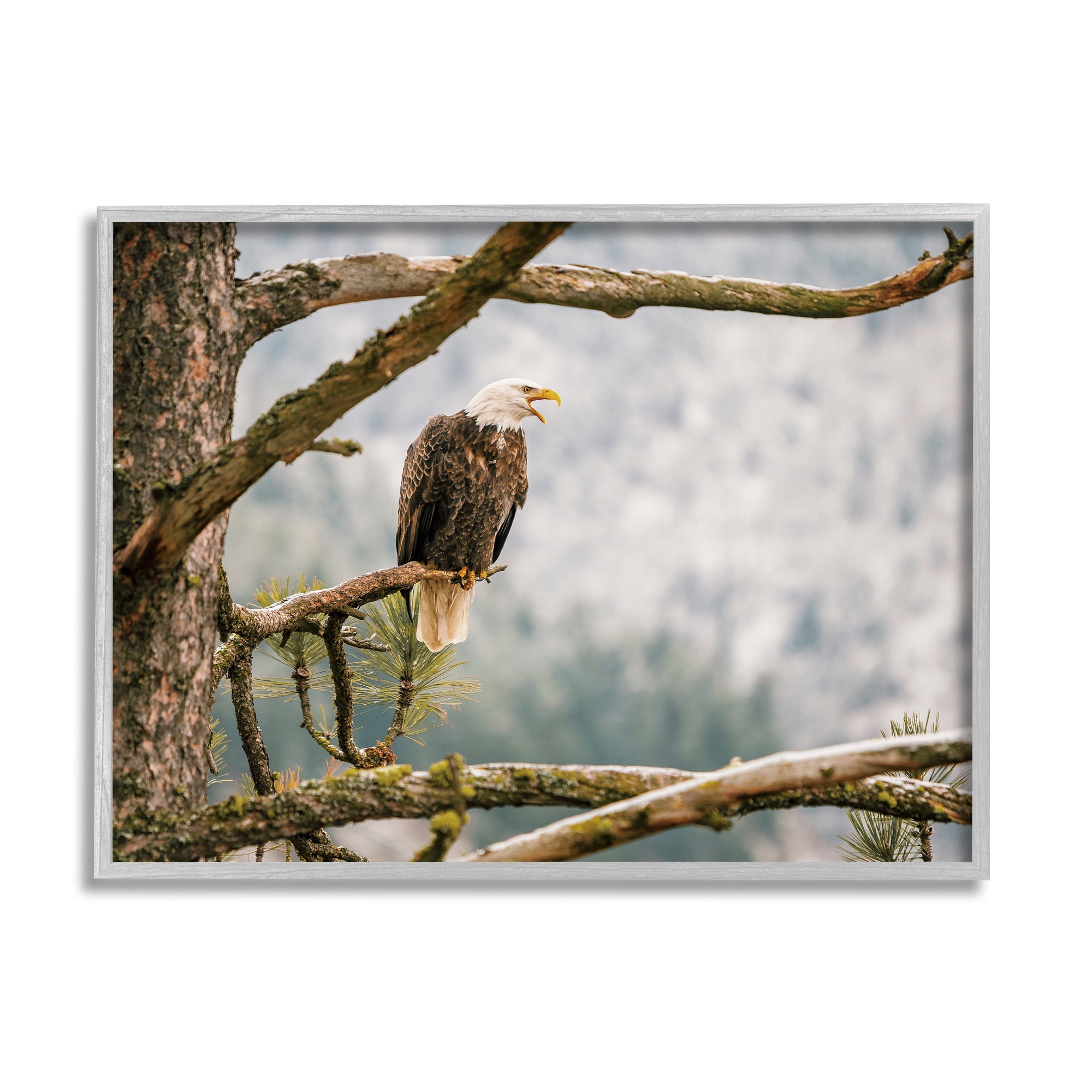 Stupell Eagle Perched Forest Tree Branches Animals & Insects Photography Gray Framed Art Print Wall Art