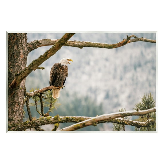 Stupell Eagle Perched Forest Tree Branches Animals & Insects Photography Wall Plaque Unframed Art Print Wall Art