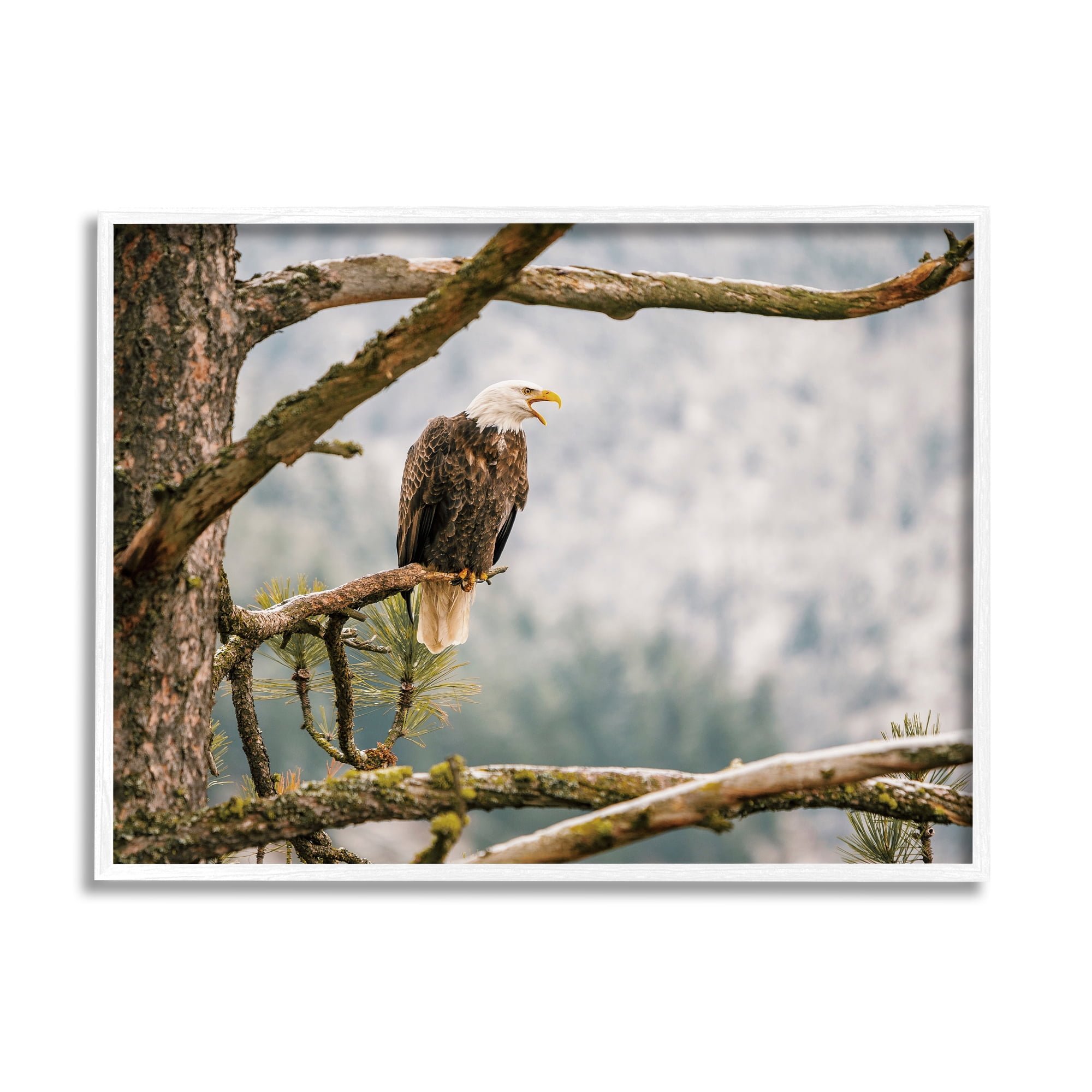 Stupell Eagle Perched Forest Tree Branches Animals & Insects Photography White Framed Art Print Wall Art