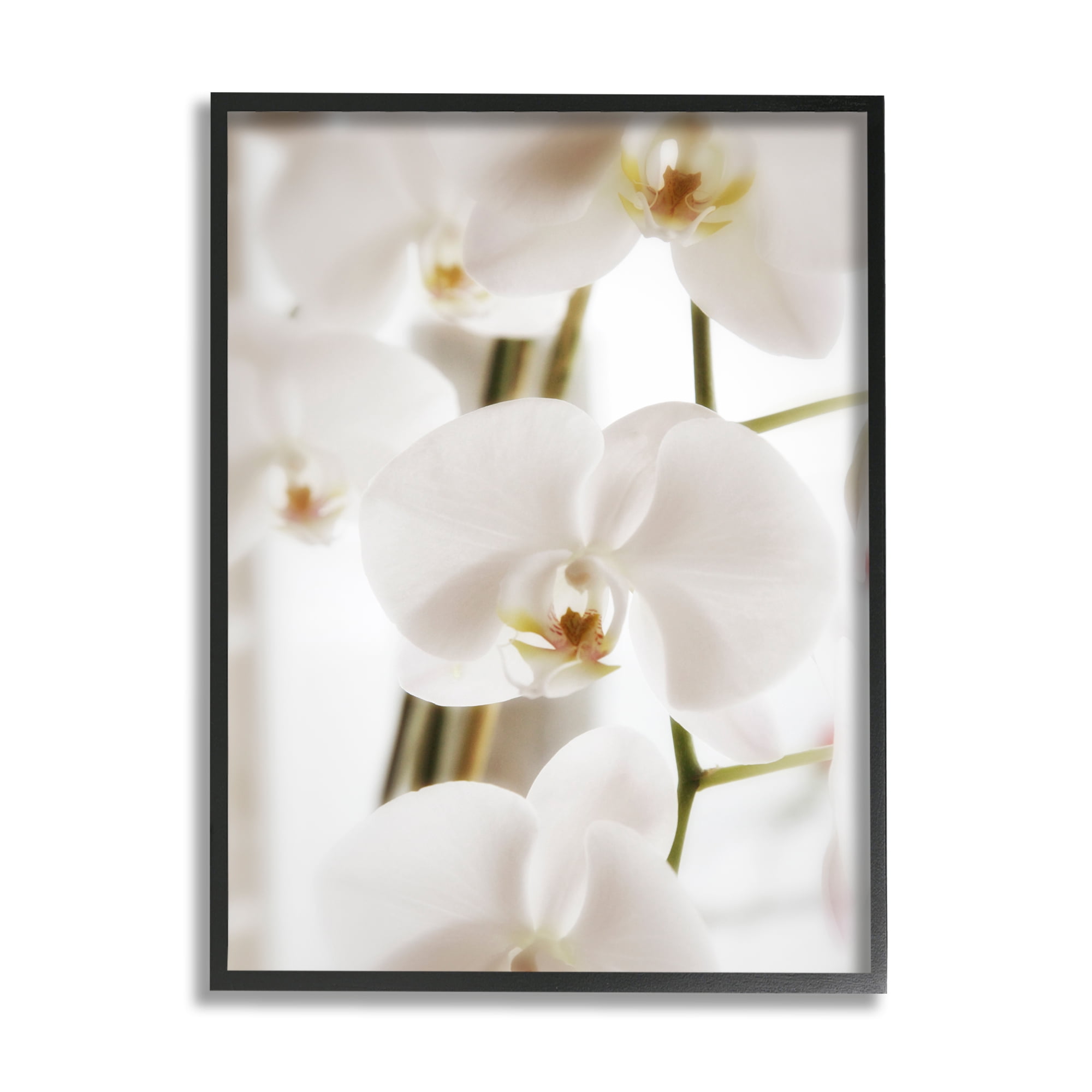 Stupell Elegant White Orchid Petals Botanical & Floral Photography Black Framed Art Print Wall Art
