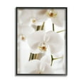 thumbnail image 1 of Stupell Elegant White Orchid Petals Botanical & Floral Photography Black Framed Art Print Wall Art, 1 of 7