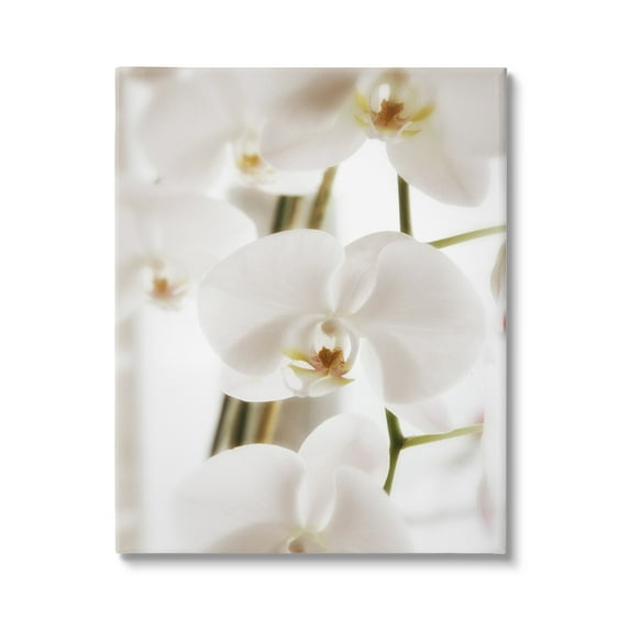 Stupell Elegant White Orchid Petals Botanical & Floral Photography Gallery Wrapped Canvas Print Wall Art