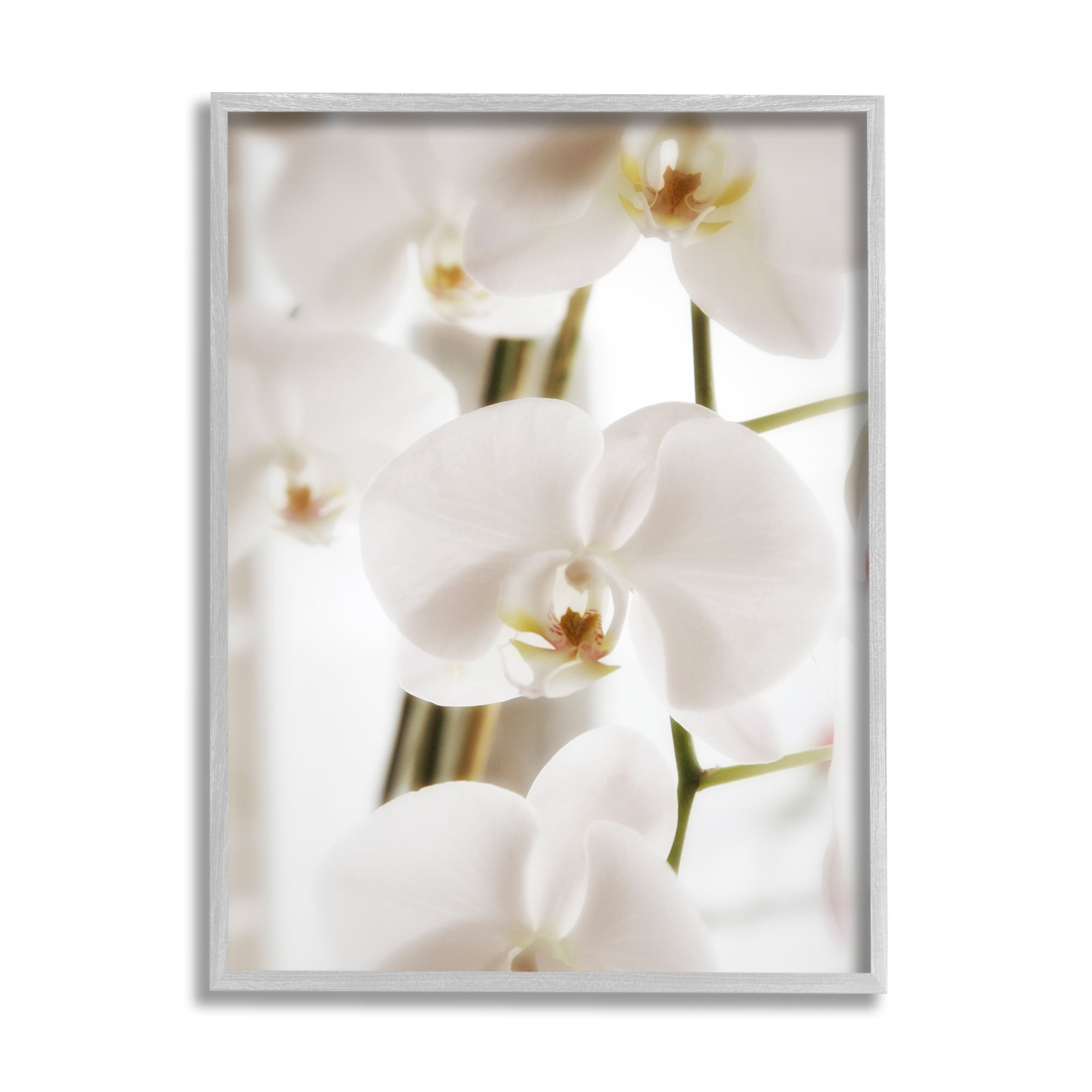 Stupell Elegant White Orchid Petals Botanical & Floral Photography Gray Framed Art Print Wall Art