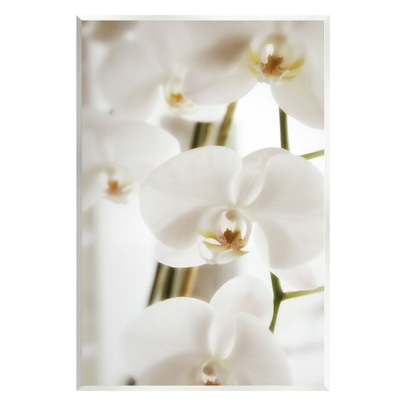 Stupell Elegant White Orchid Petals Botanical & Floral Photography Wall Plaque Unframed Art Print Wall Art