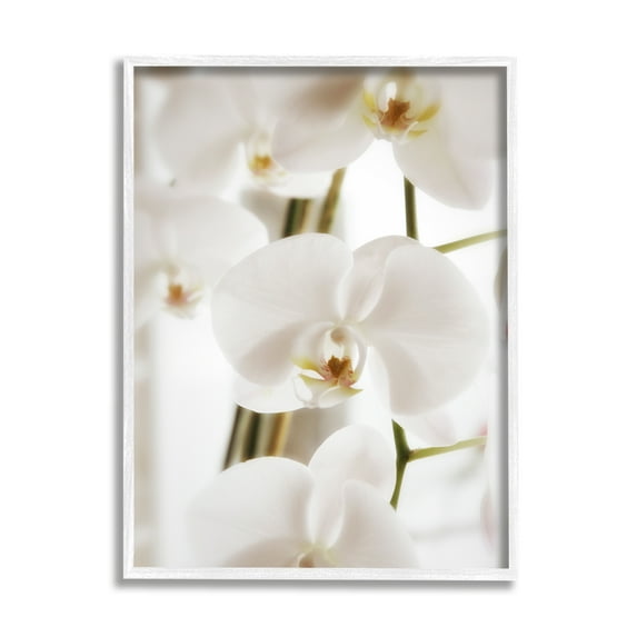 Stupell Elegant White Orchid Petals Botanical & Floral Photography White Framed Art Print Wall Art