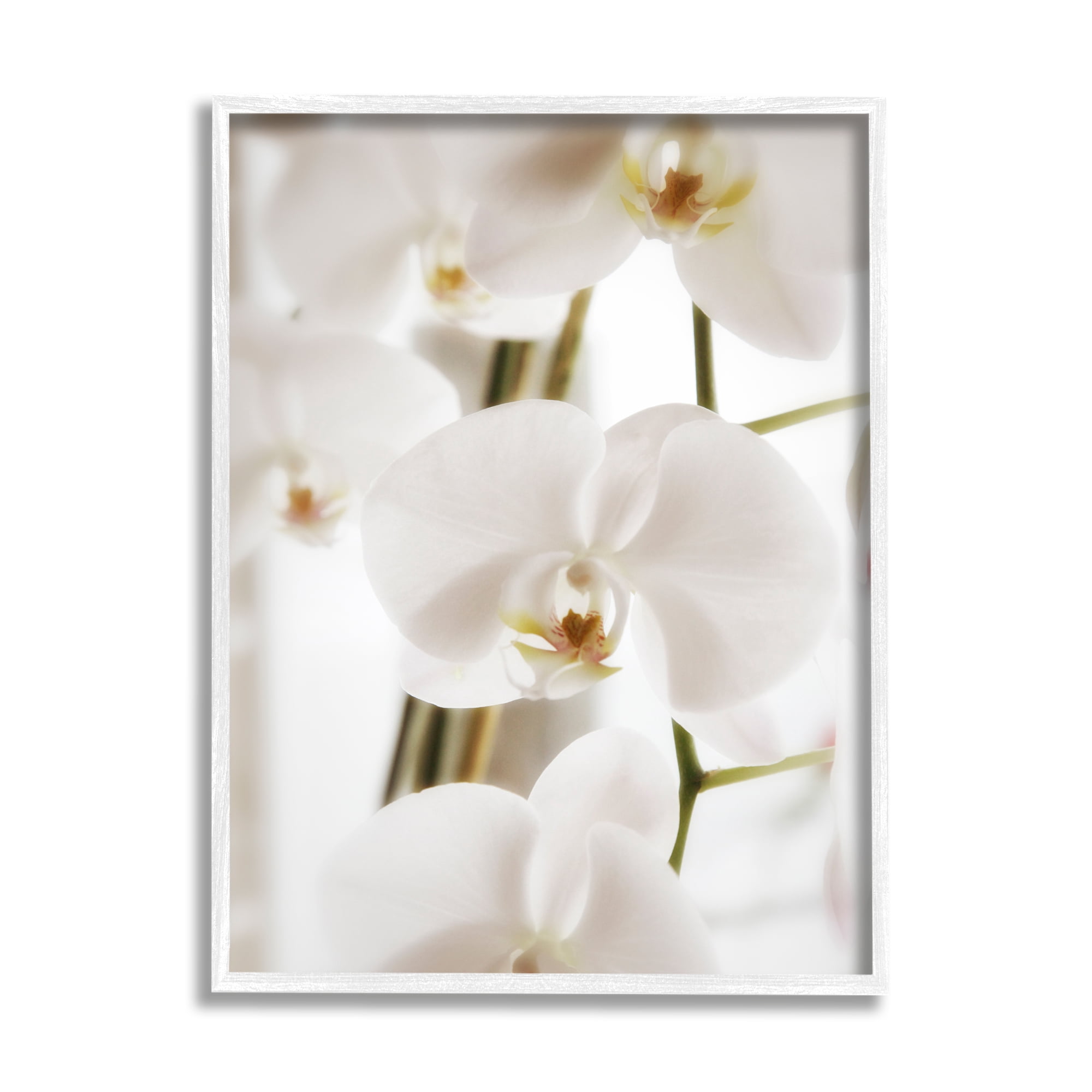 Stupell Elegant White Orchid Petals Botanical & Floral Photography White Framed Art Print Wall Art