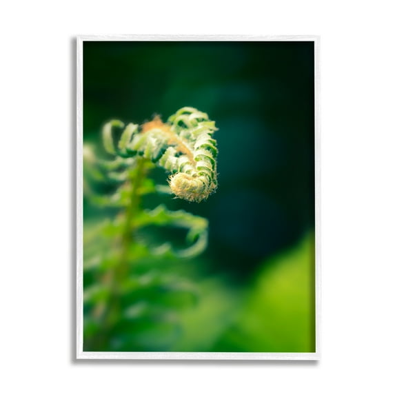 Stupell Fern Leaves Nature Photography Botanical & Floral Photography White Framed Art Print Wall Art