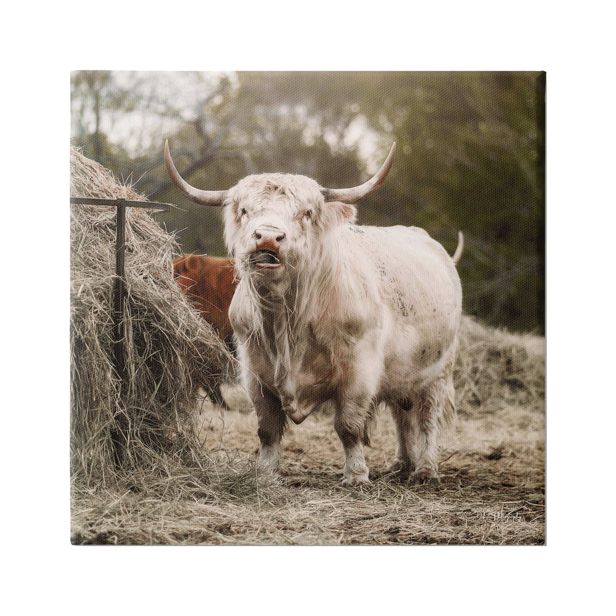 Stupell Grazing Cattle Hay Bale Farm Animals & Insects Photography Gallery Wrapped Canvas Print Wall Art