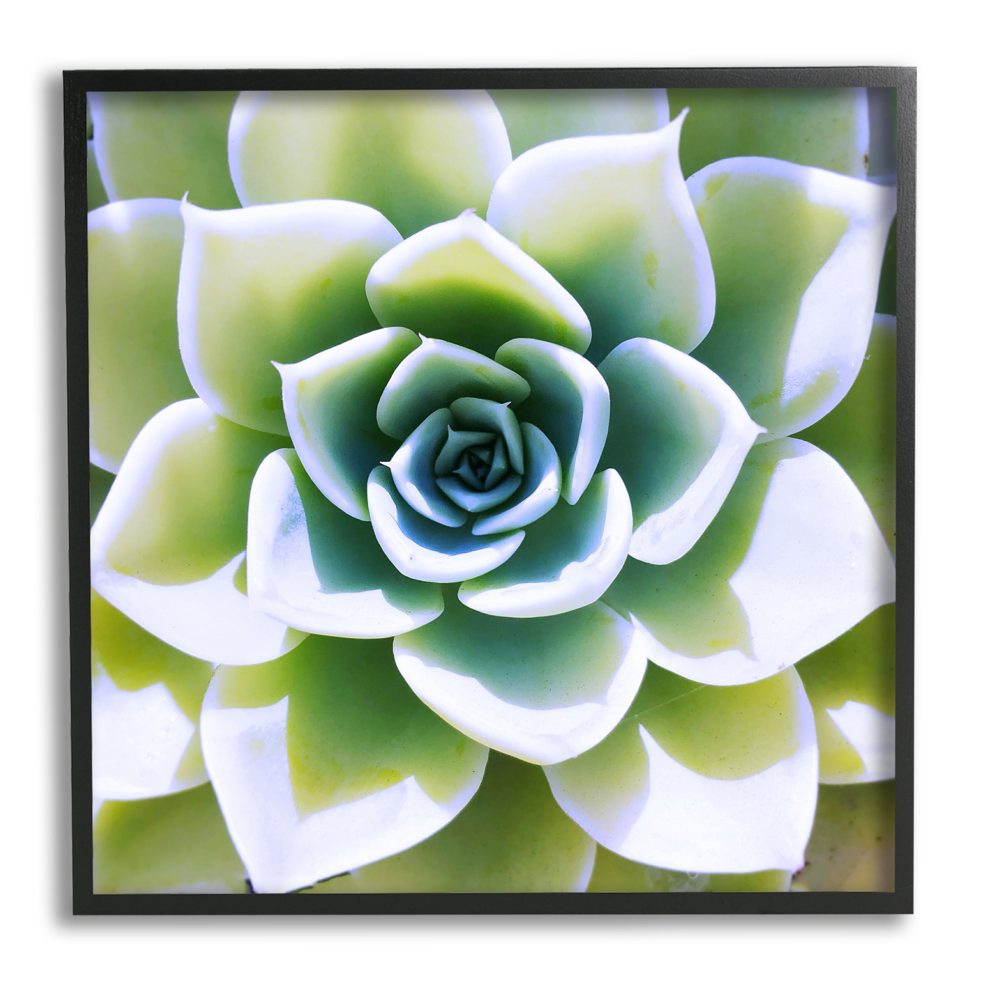 Stupell Green Succulent Nature Close Up Botanical & Floral Photography Black Framed Art Print Wall Art