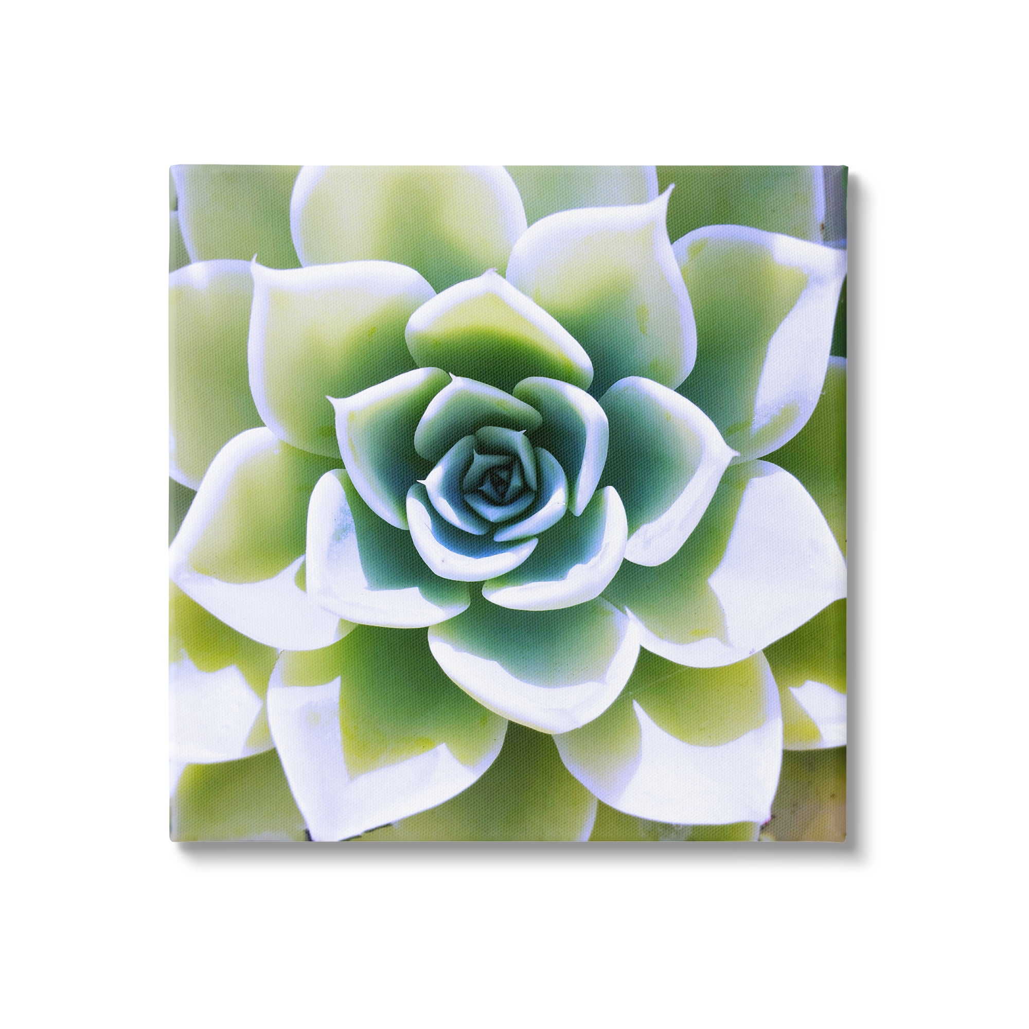 Stupell Green Succulent Nature Close Up Botanical & Floral Photography Gallery Wrapped Canvas Print Wall Art
