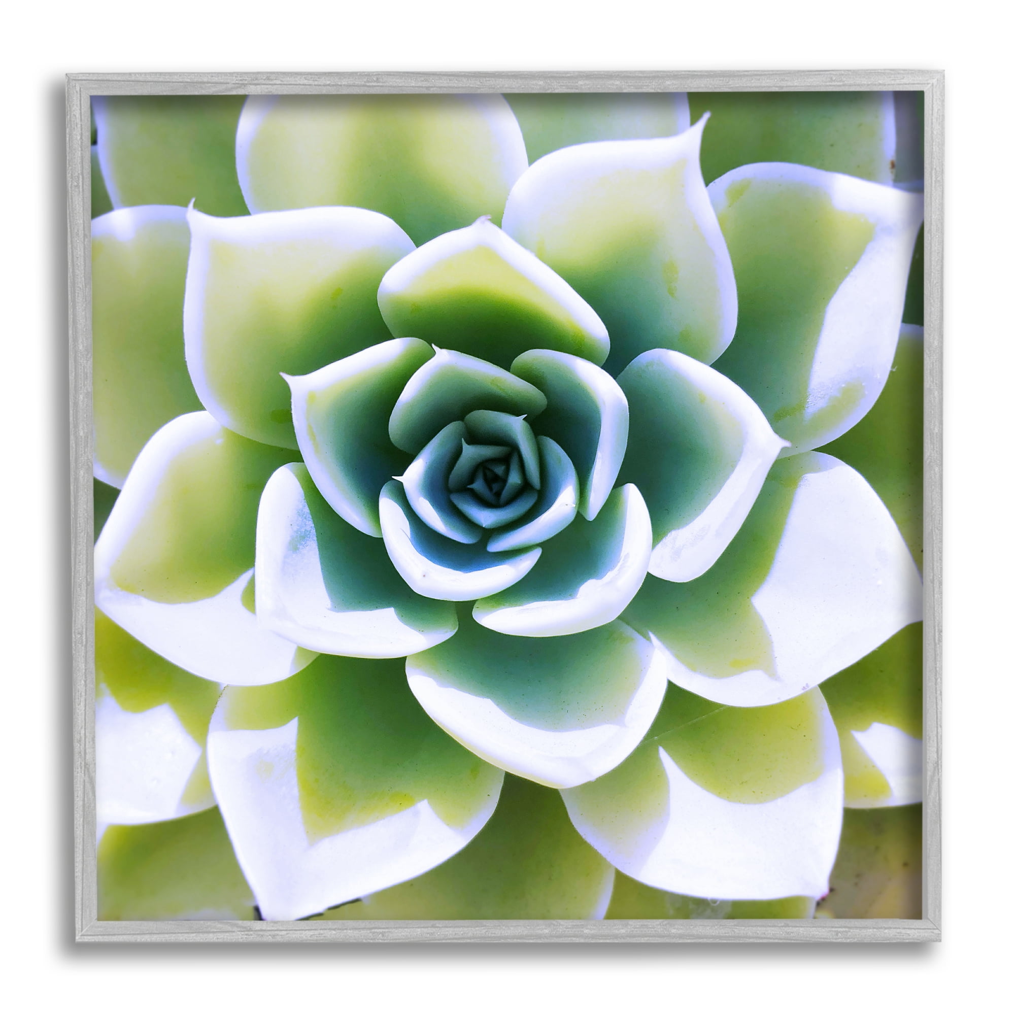 Stupell Green Succulent Nature Close Up Botanical & Floral Photography Gray Framed Art Print Wall Art