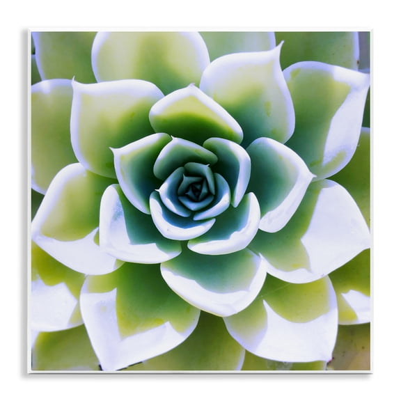 Stupell Industries Contemporary Green Succulent Nature Close Up Wall Plaque Art, 12 x 12, by Irena Orlov