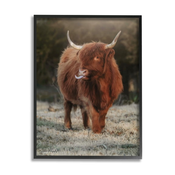 Stupell Highland Cattle Farmhouse Country Animal Animals & Insects Photography Black Framed Art Print Wall Art