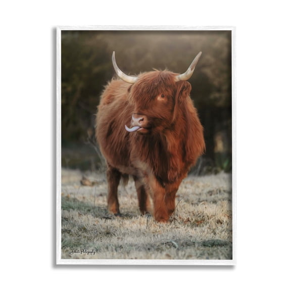 Stupell Highland Cattle Farmhouse Country Animal Animals & Insects Photography White Framed Art Print Wall Art
