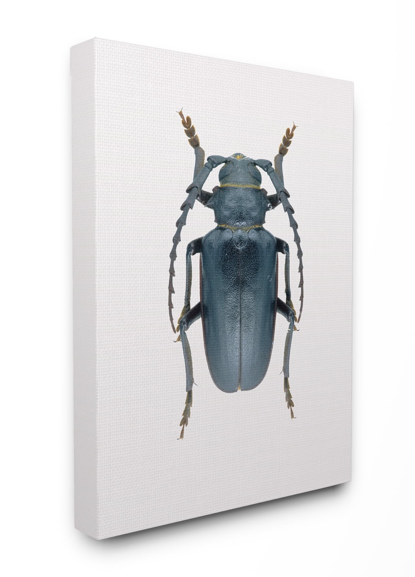 Stupell Home Décor Beetle Blue Yellow Animal Photograph Canvas Wall Art by Design Fabrikken