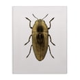thumbnail image 1 of Stupell Industries Contemporary Beetle Gold Animal Photograph Canvas Art, 30 x 40, by Design Fabrikken, 1 of 7