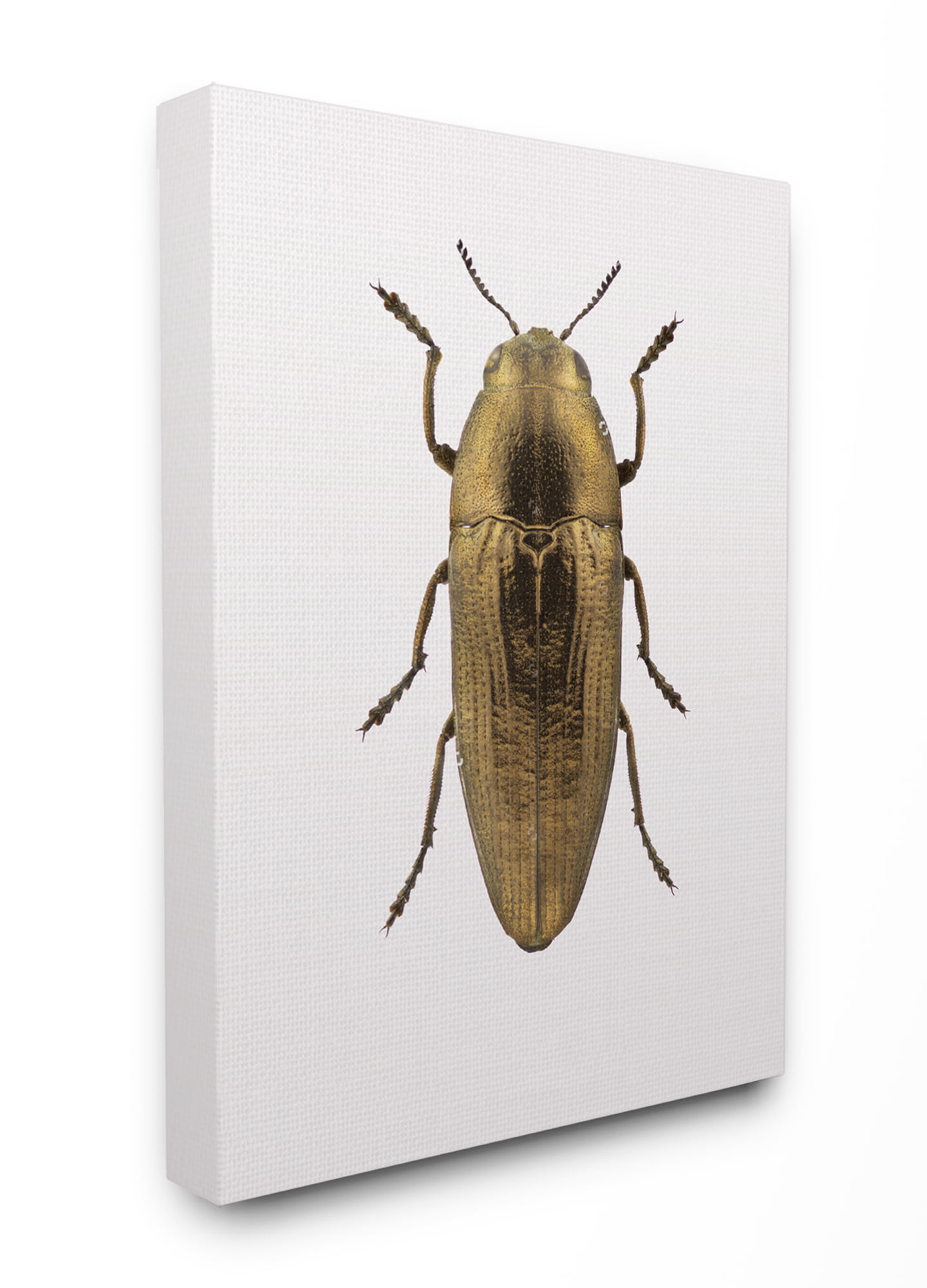 Stupell Home Décor Beetle Gold Animal Photograph Canvas Wall Art by Design Fabrikken