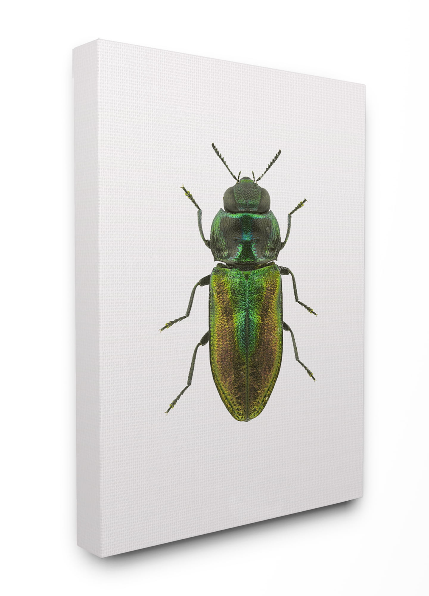 Stupell Home Décor Beetle Green Yellow Animal Photograph Canvas Wall Art by Design Fabrikken