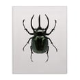 thumbnail image 1 of Stupell Industries Contemporary Beetle Horned Black Green Animal Photograph Canvas Art, 24 x 30, by Design Fabrikken, 1 of 7