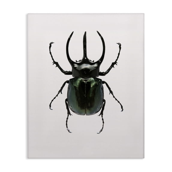 Stupell Industries Contemporary Beetle Horned Black Green Animal Photograph Canvas Art, 24 x 30, by Design Fabrikken
