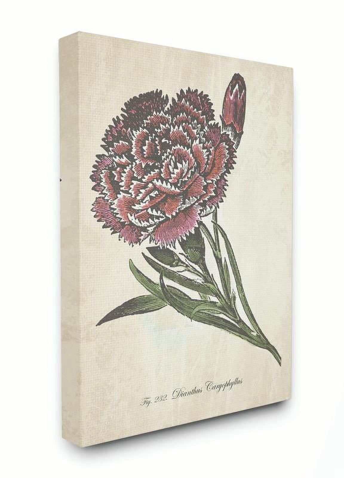 Stupell Home Décor Botanical Carnation Flower Drawing Red Green Design Canvas Wall Art by the Saturday Evening Post