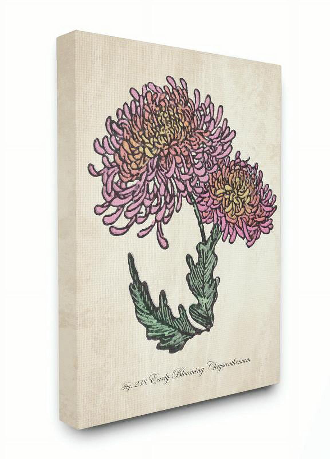 Stupell Home Décor Botanical Chrysanthemum Flower Drawing Pink Yellow ...