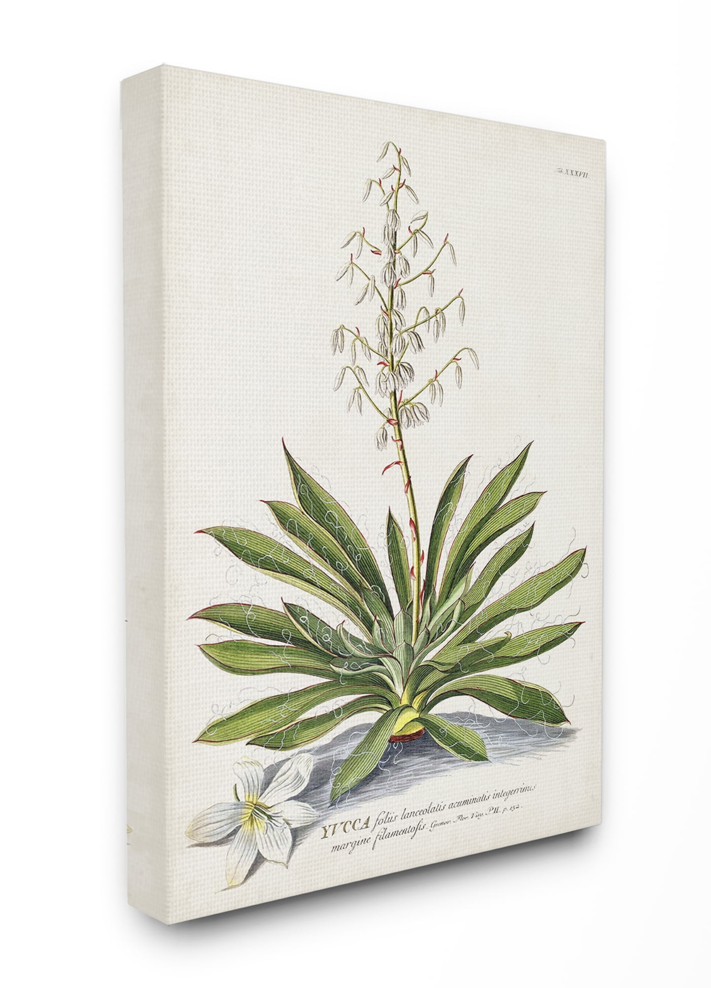 Stupell Home Décor Botanical Plant Illustration Ferns Vintage Design Canvas Wall Art by Unknown