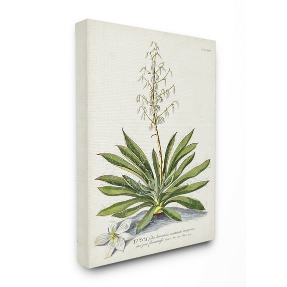 Stupell Home Décor Botanical Plant Illustration Ferns Vintage Design Canvas Wall Art by Unknown