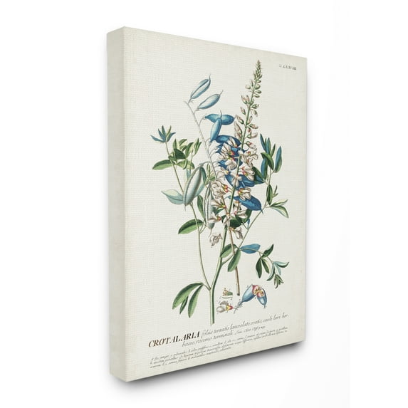 Stupell Home Décor Botanical Plant Illustration Flowers And Leaves Vintage Design Canvas Wall Art by Unknown
