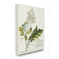 thumbnail image 1 of Stupell Home Décor Botanical Plant Illustration Leaves Vintage Design Canvas Wall Art by Unknown, 1 of 6