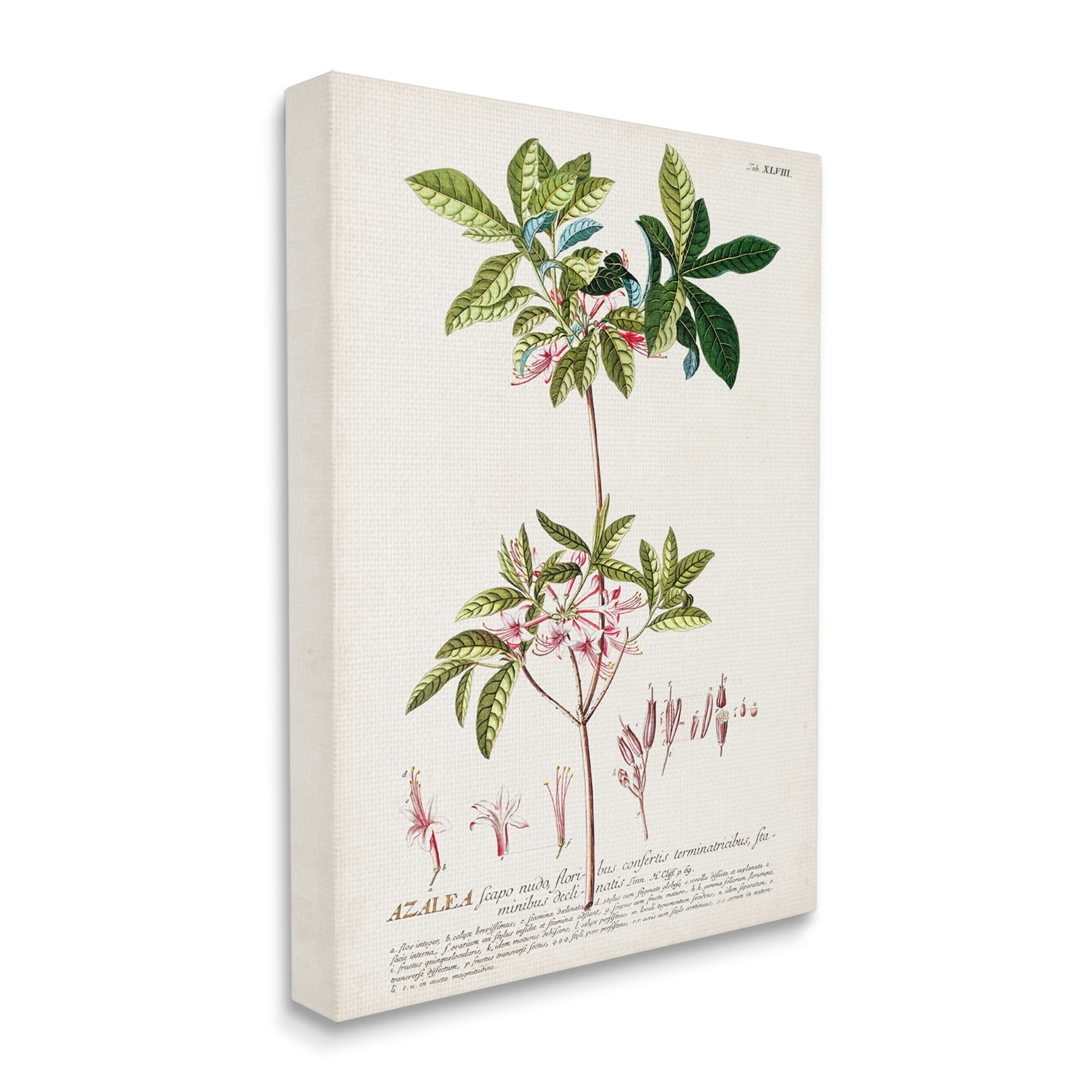 Stupell Home Décor Botanical Plant Illustration Pink Flowers Vintage Design Canvas Wall Art by Unknown