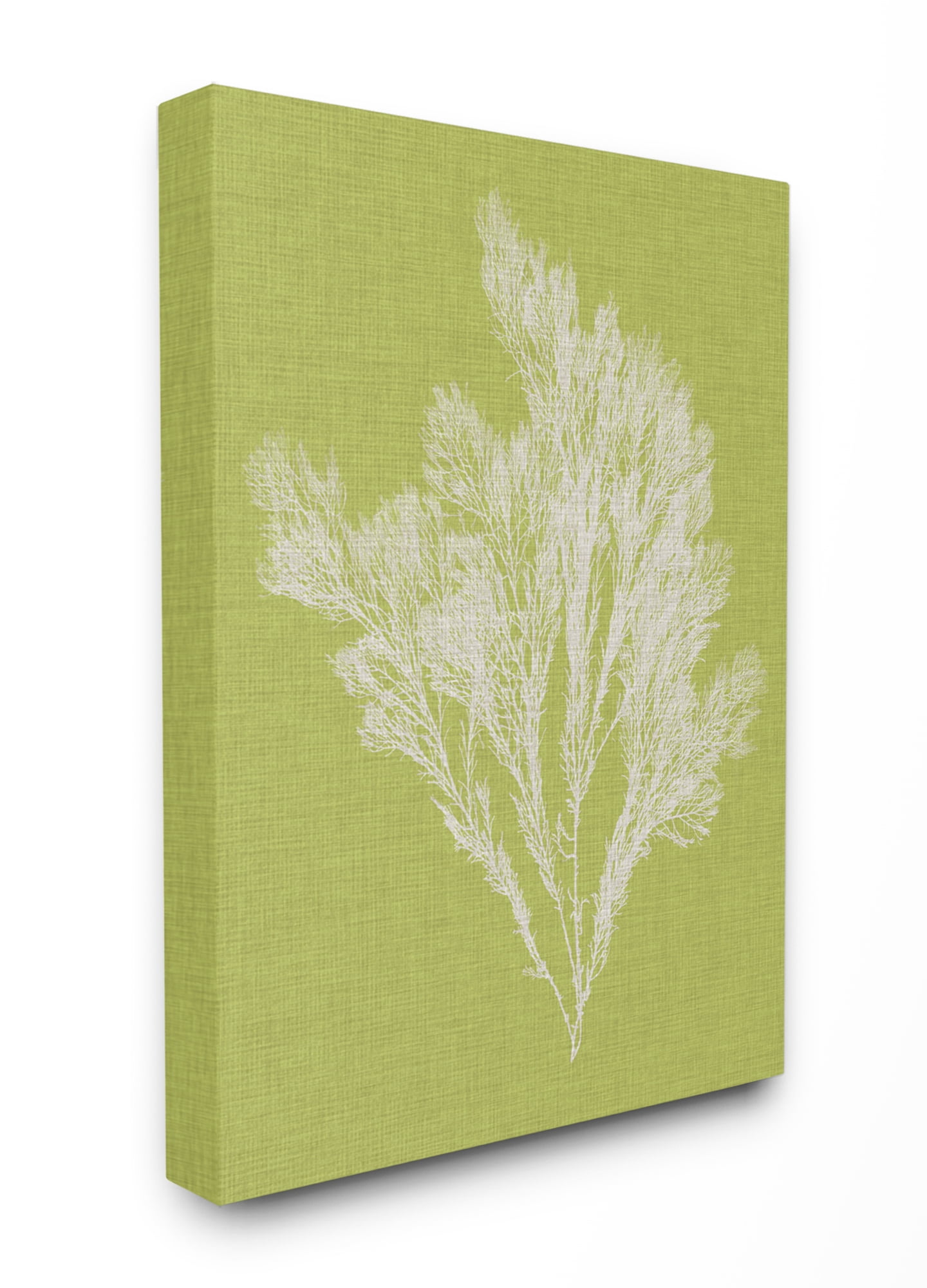 Stupell Home Décor Coral Seaweed Green White Beach Design Canvas Wall Art by Vision Studio