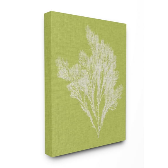 Stupell Home Décor Coral Seaweed Green White Beach Design Canvas Wall Art by Vision Studio