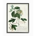 thumbnail image 1 of Stupell Home Décor Industries Botanical Plant Illustration Green Leaves Vintage Design Framed Wall Art by Unknown, 1 of 8