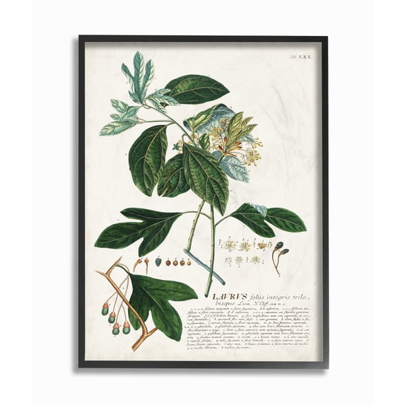 Stupell Home Décor Industries Botanical Plant Illustration Green Leaves Vintage Design Framed Wall Art by Unknown