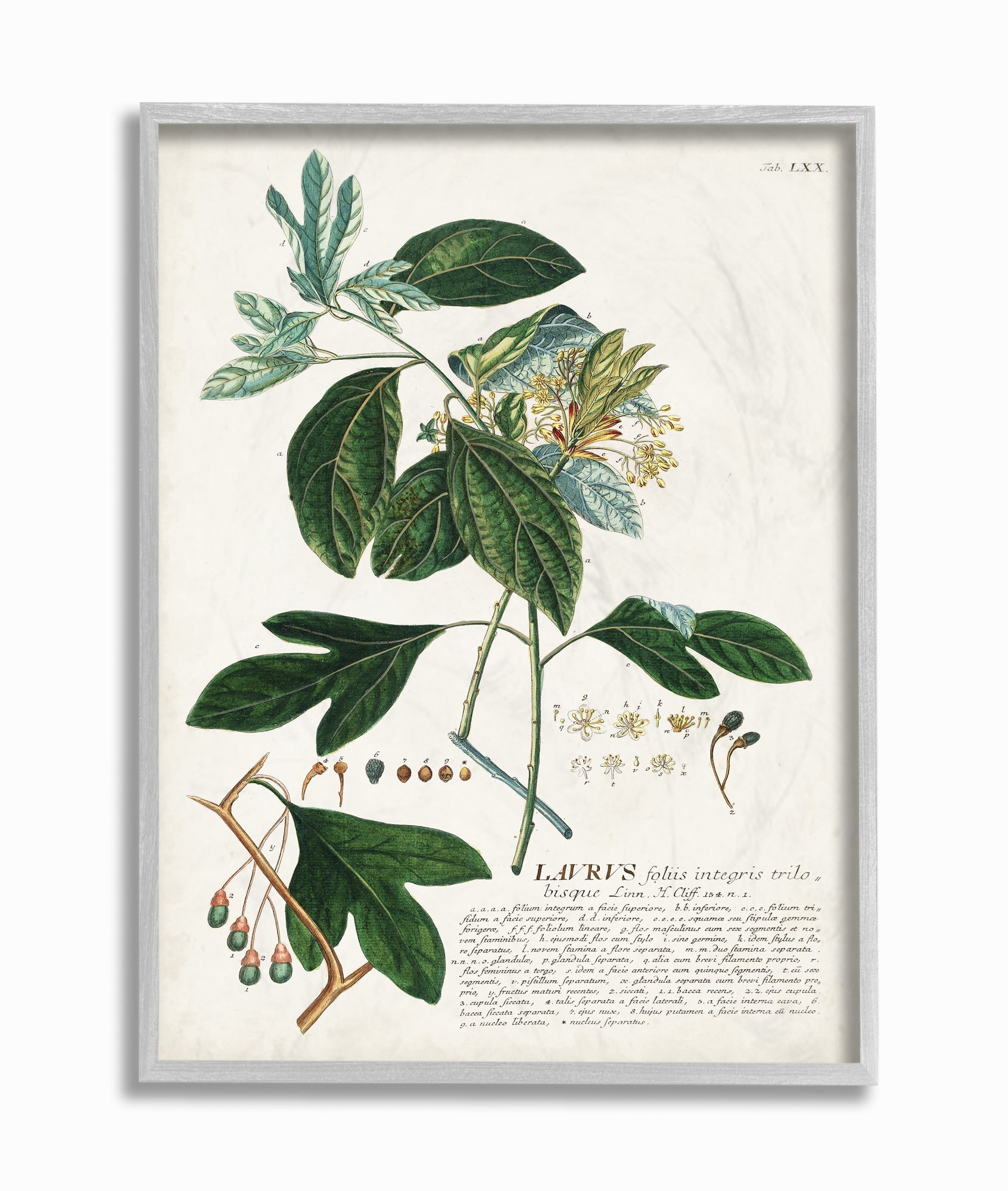Stupell Home Décor Industries Botanical Plant Illustration Green Leaves Vintage Design Framed Wall Art by Unknown