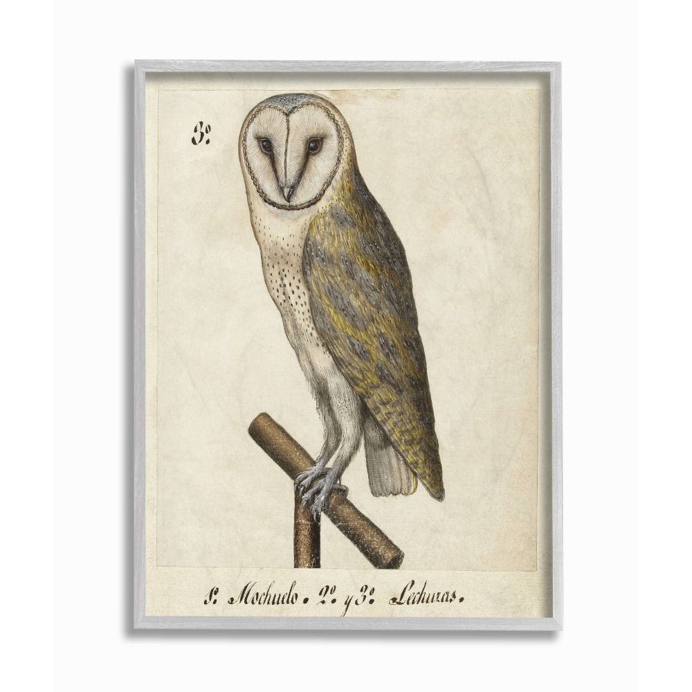 Stupell Home Décor Industries Owl Drawing Vintage Paper Animal Bird Design Framed Wall Art by Unknown