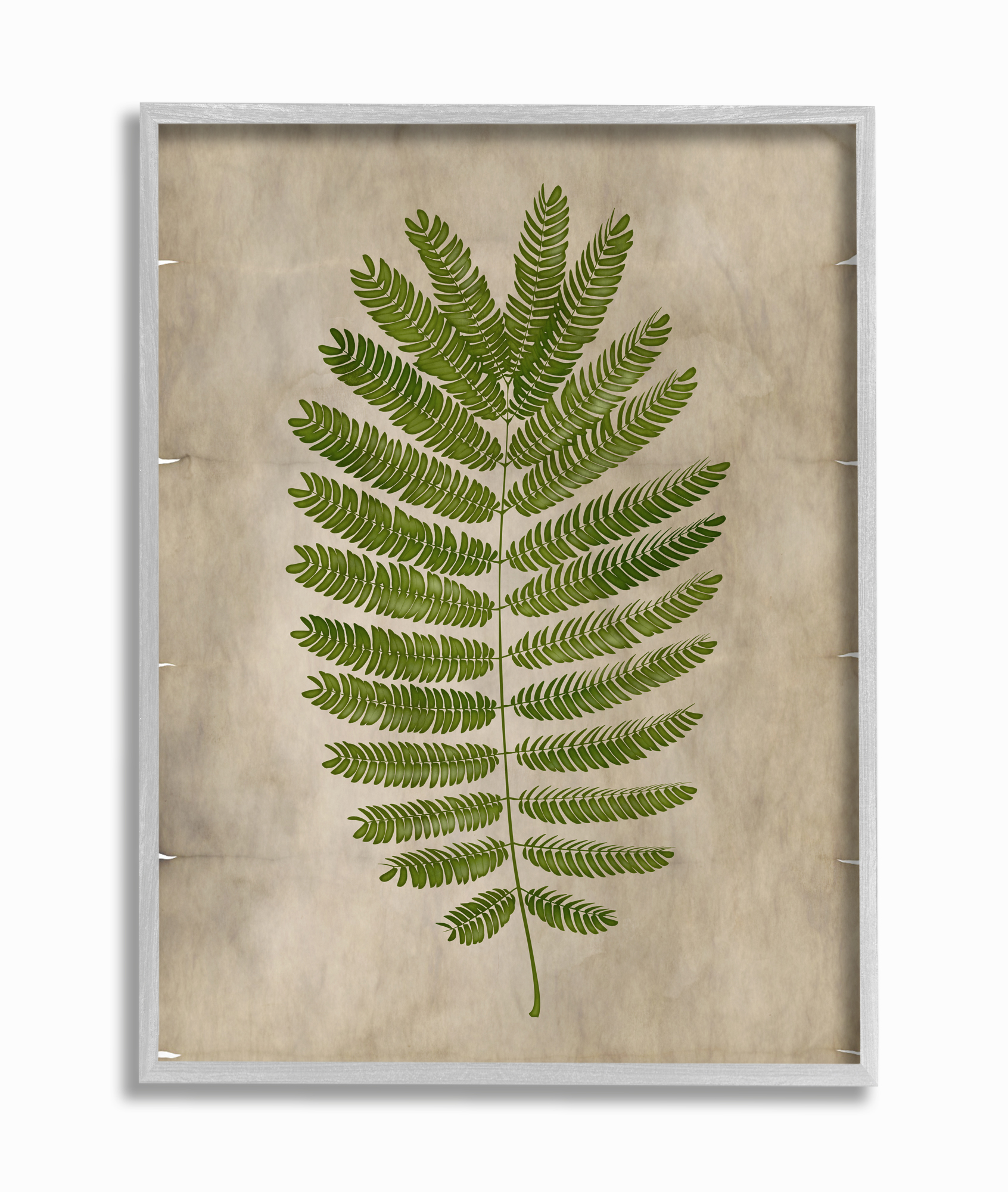 Stupell Home Décor Industries Plant Drawing Parchment Green Design Framed Wall Art by Ziwei Li