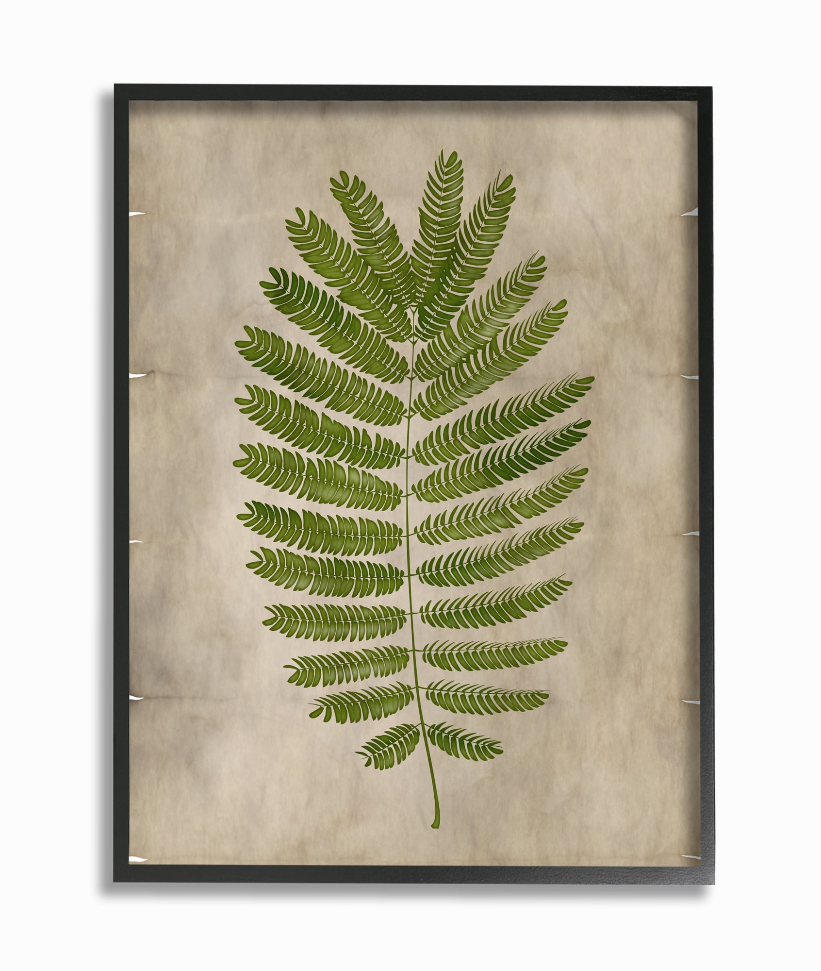 Stupell Home Décor Industries Plant Drawing Parchment Green Design Framed Wall Art by Ziwei Li