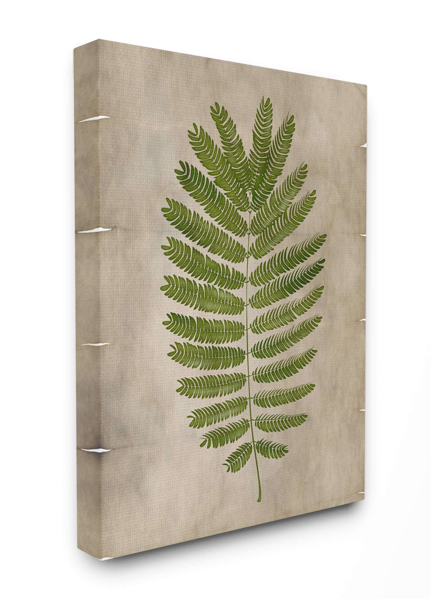 Stupell Home Décor Plant Drawing Parchment Green Design Canvas Wall Art by Ziwei Li