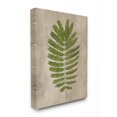 thumbnail image 1 of Stupell Home Décor Plant Drawing Parchment Green Design Canvas Wall Art by Ziwei Li, 1 of 1