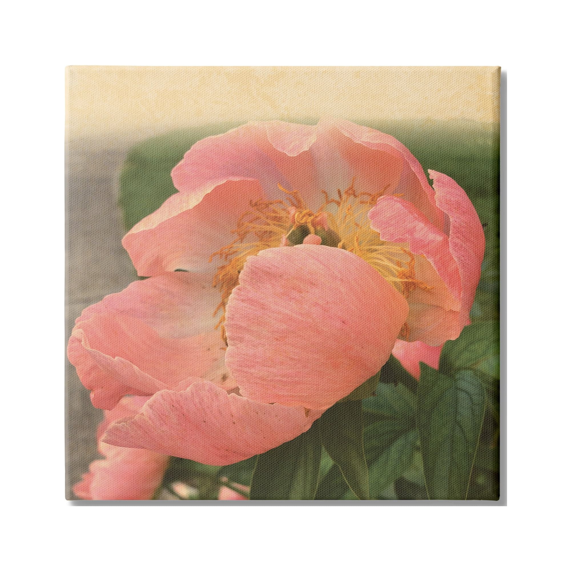 Stupell Indtries Dreamy Pink Peony Floral Bloom Sun Bleached Flower,17 x 17,Design by Tammy Apple