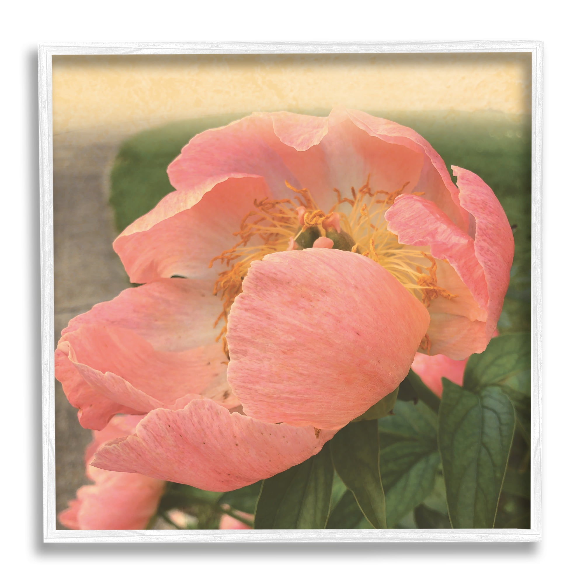 Stupell Indtries Dreamy Pink Peony Floral Bloom Sun Bleached Flower,17 x 17,Design by Tammy Apple