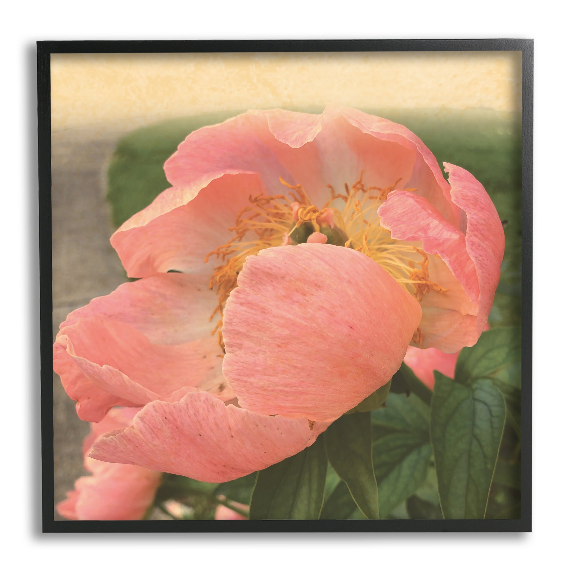 Stupell Indtries Dreamy Pink Peony Floral Bloom Sun Bleached Flower,24 x 24,Design by Tammy Apple